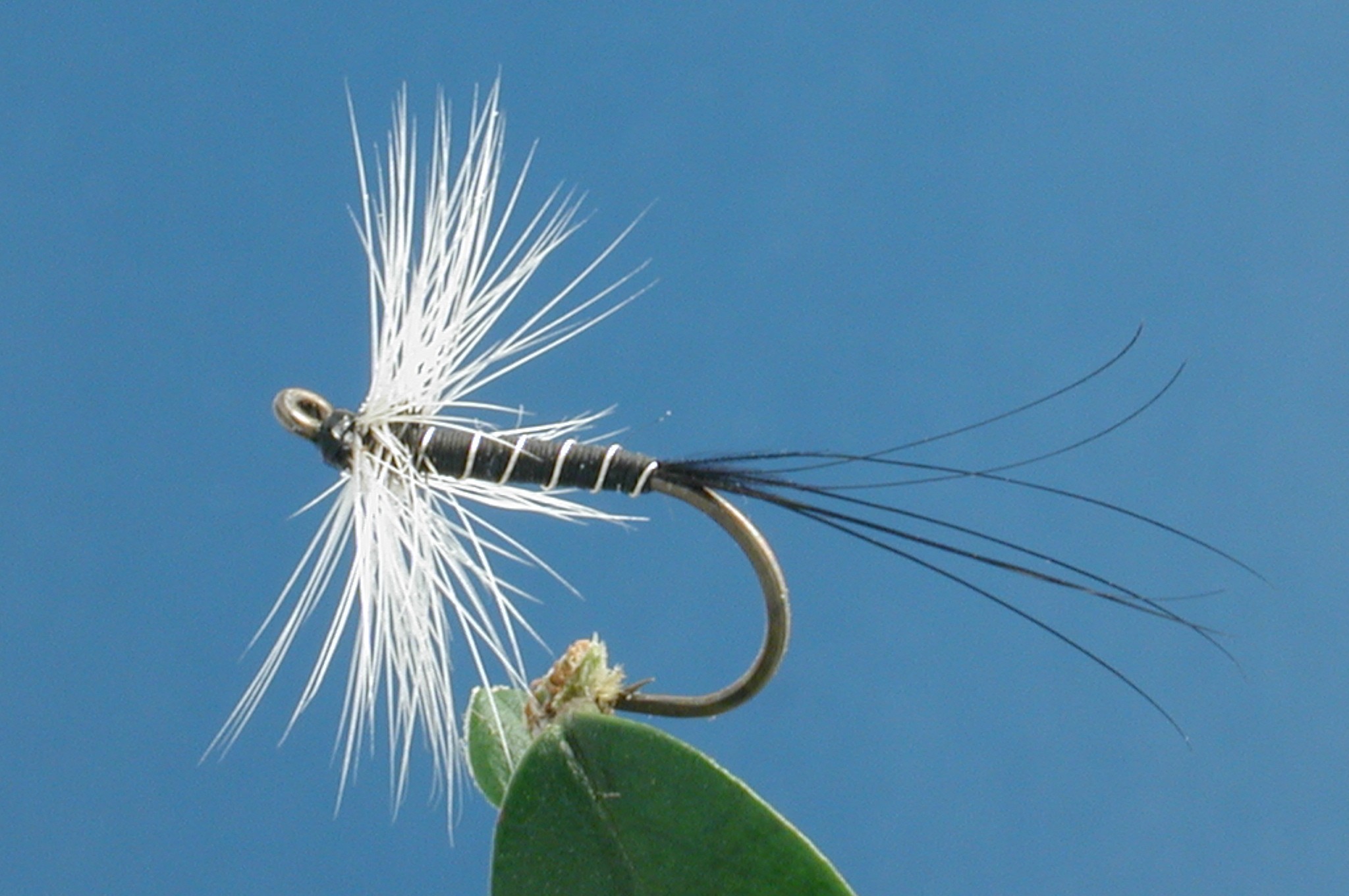 Badger Hackle Fly Fishing Flies with Fish4Flies Worldwide